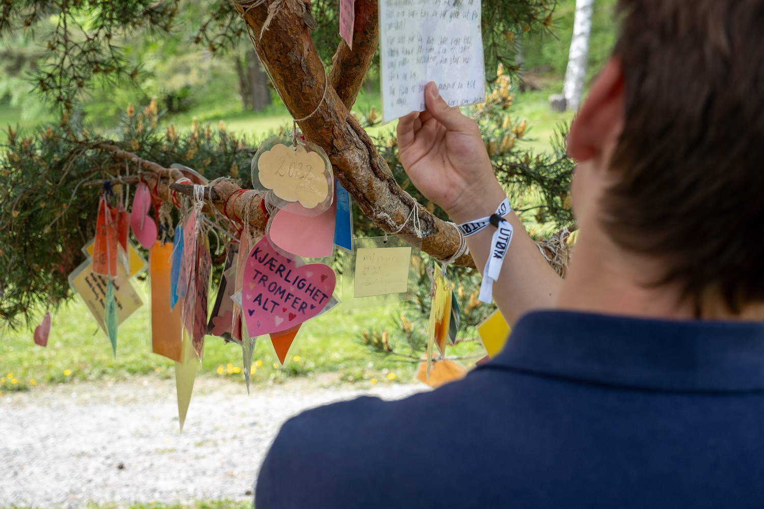 En gutt med ryggen til holder på laminerte lapper som er hengt opp i et tre. 